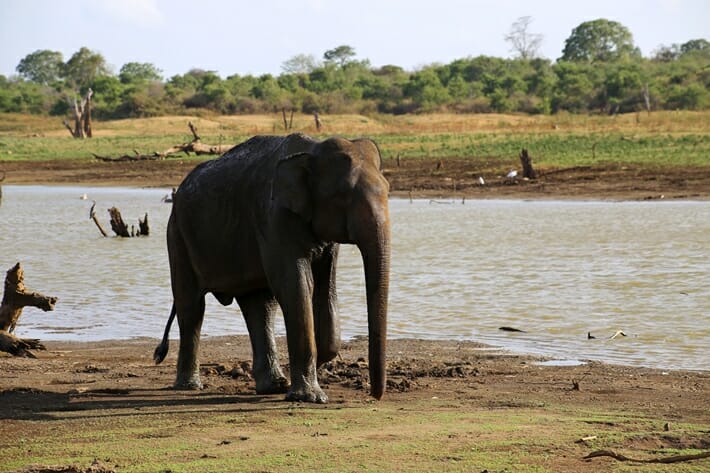 Wild elephant in Udawalawe National Park Sri Lanka