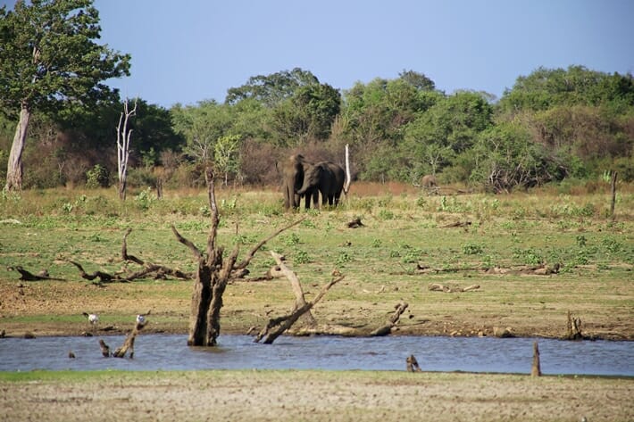 Elephant Safari in Udawalawe National Park in Sri Lanka