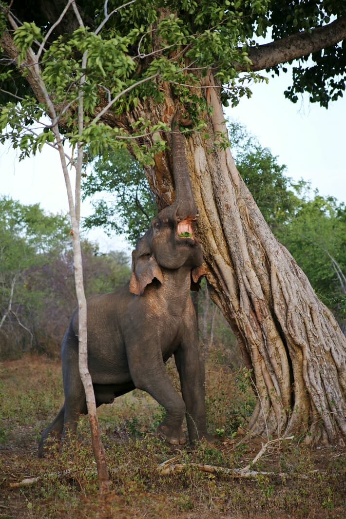 Udawalawe National Park Sri Lanka Elephant Wildlife Safari