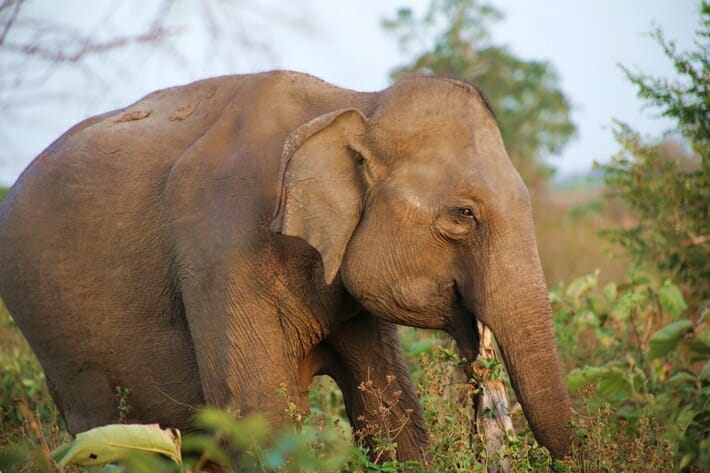 Wild bull elephant in Sri Lanka