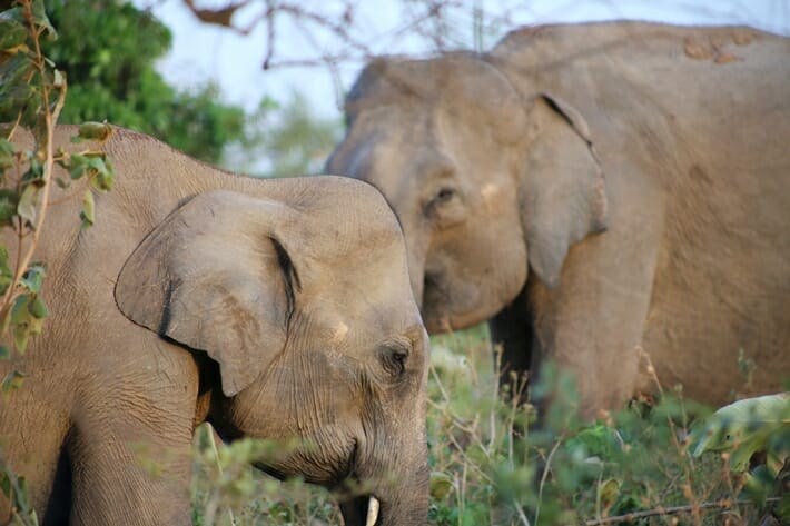 Elephants in Udawalawe National Park in Sri Lanka