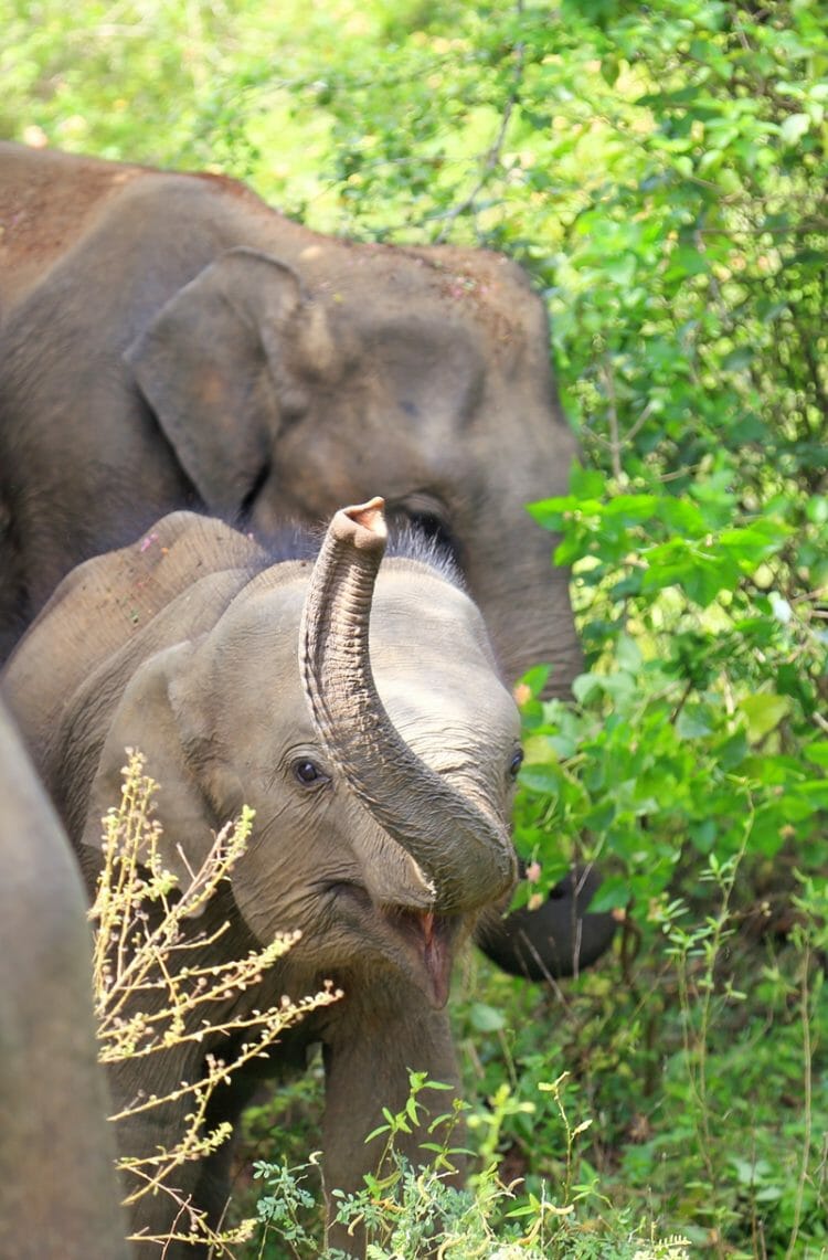 Baby elephant in Udawalawe National Park in south Sri Lanka