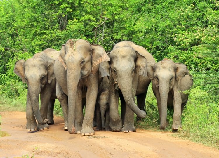 Herd of female elephants during elephant Safari in Udawalawe National Park in Sri Lanka