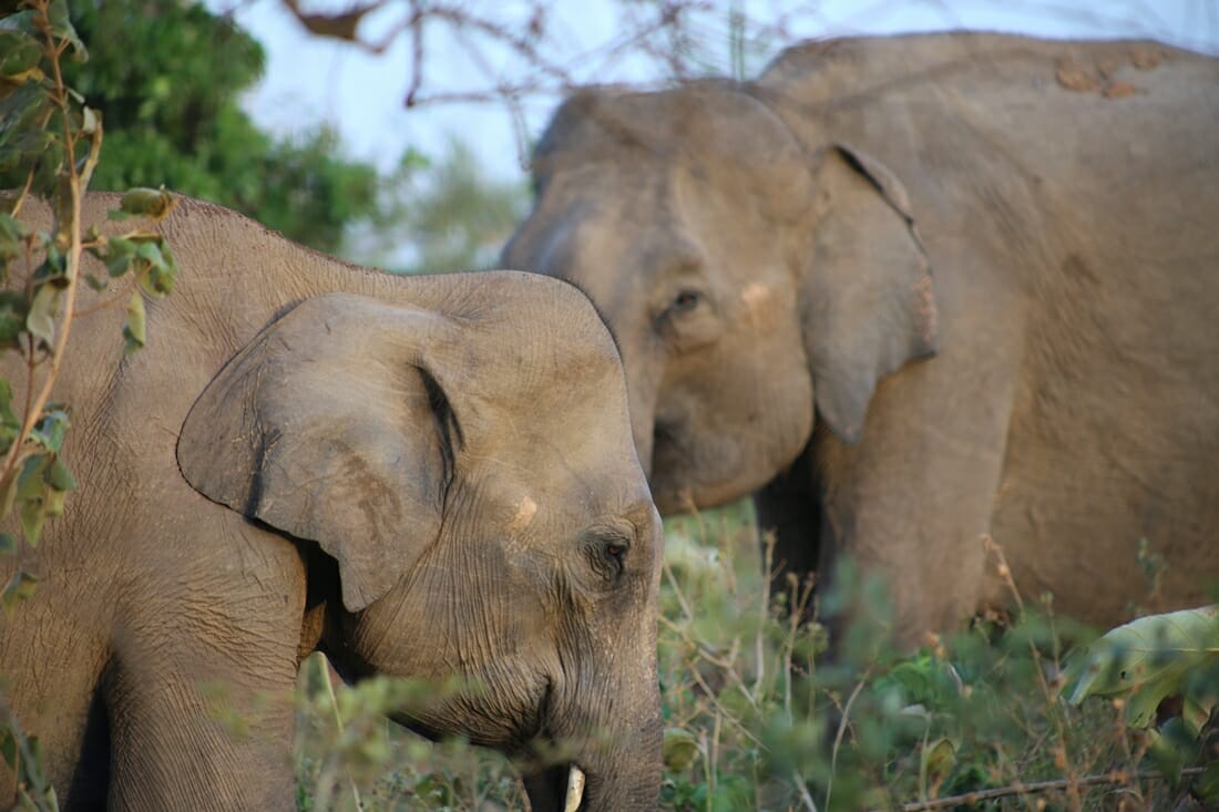 Elephants in Udawalawe National Park Sri Lanka Elephant Wildlife Safari