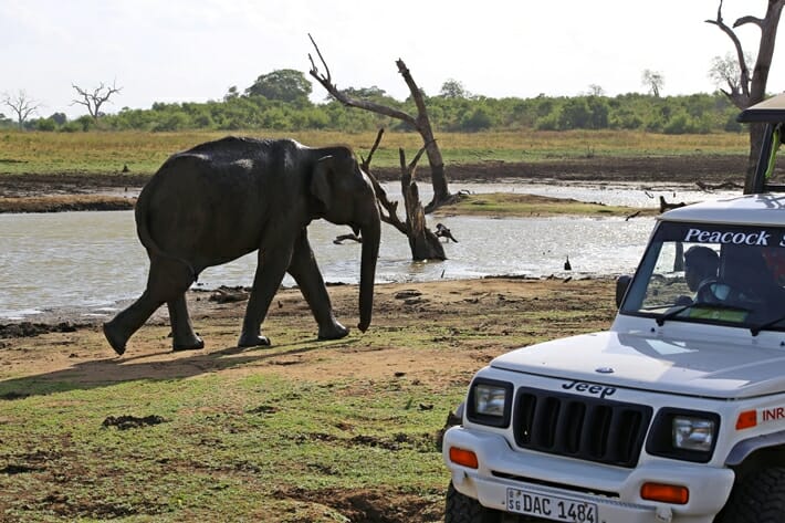 Bull elephant in Udawalawe National Park