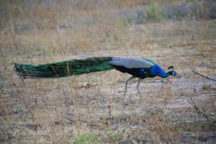Peacock in Udawalawe National Park