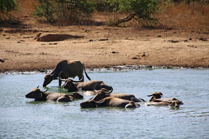 Wild buffalo in national park in Sri Lanka