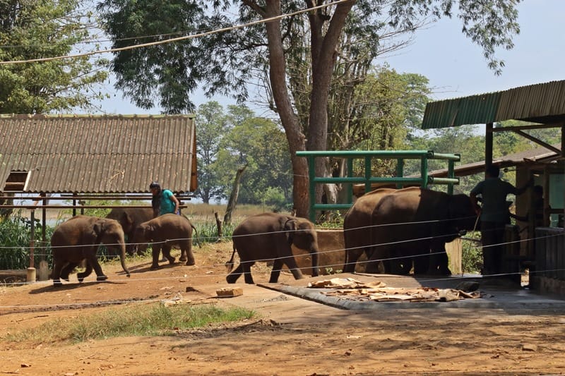 Baby elephants getting fed at Elephant Transit Home in Udawalawe Sri Lanka