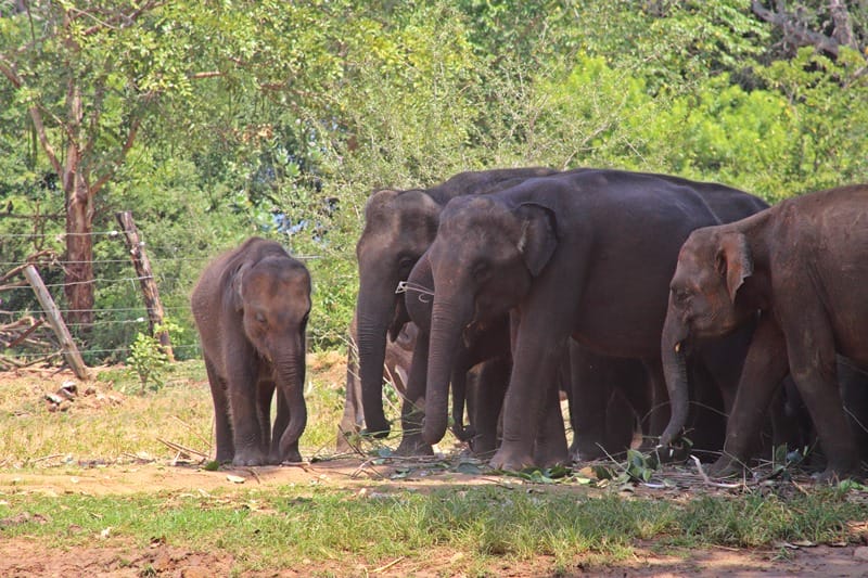 Baby elephants at Elephant Transit Home in Udawalawe Sri Lanka