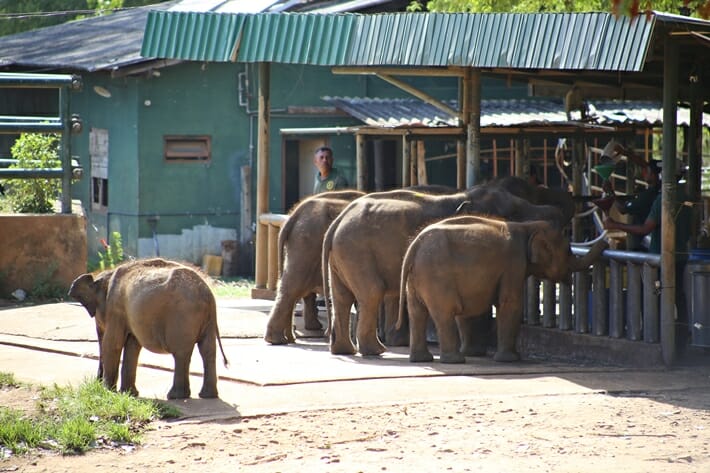 Orphaned baby elephants in Sri Lanka