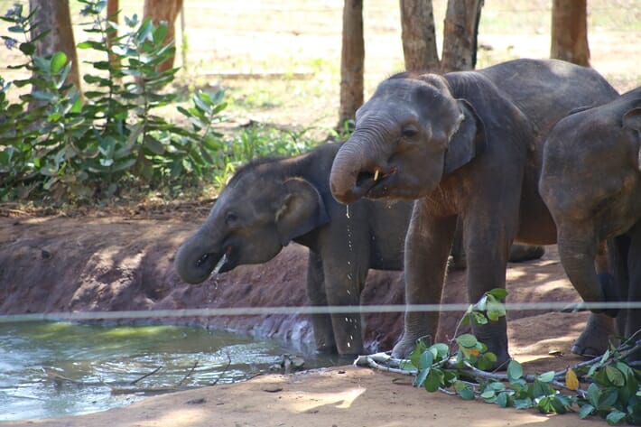 Baby elephants at elephant orphanage in Sri Lanka