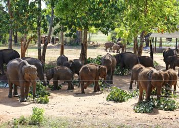 Elephant Transit Home Udawalawe Sri Lanka