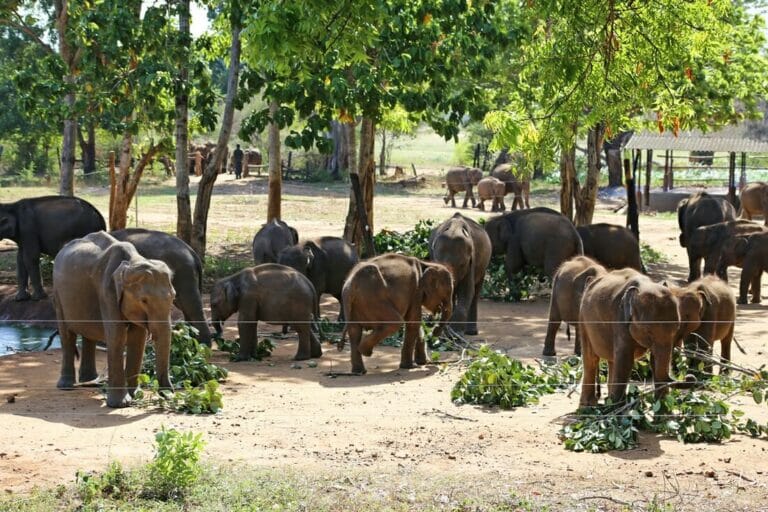 Visiting Orphaned Baby Elephants at the Elephant Transit Home in Udawalawe, Sri Lanka
