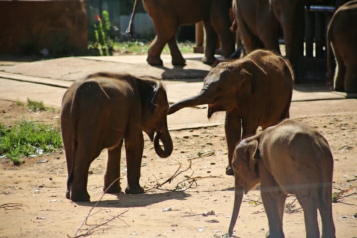 Ethical elephant orphanage in Sri Lanka