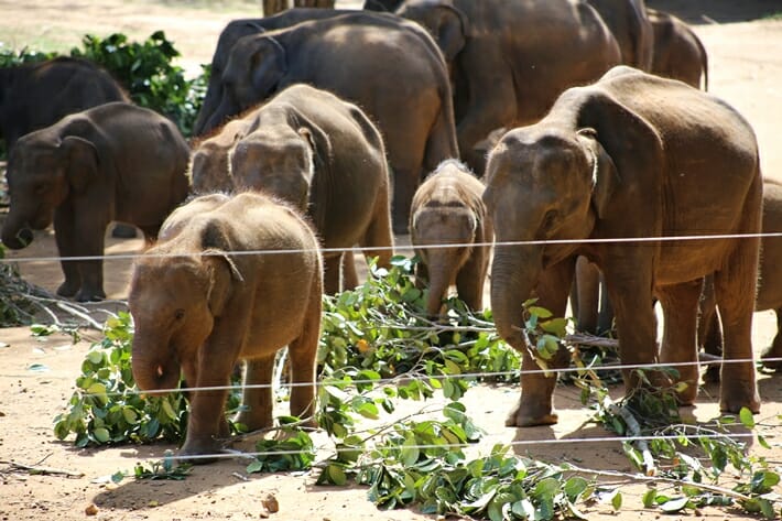 Elephant Transit Home in Udawalawe Sri Lanka