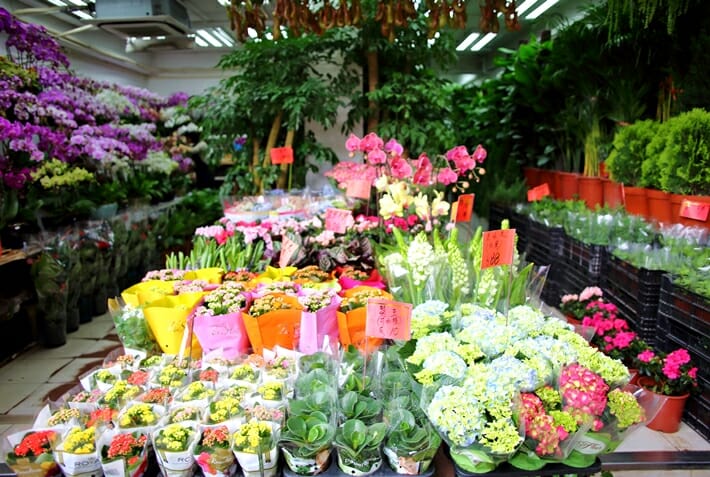Mong Kok flower market Hong Kong