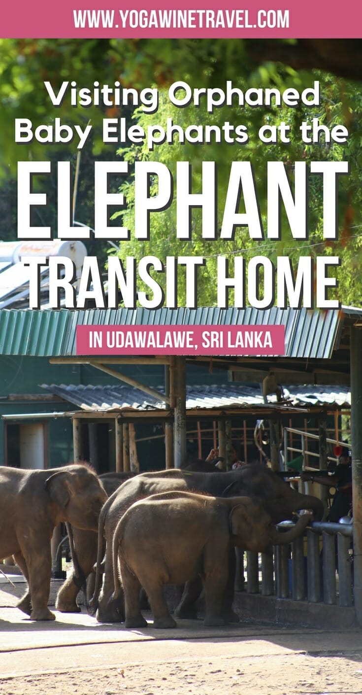 Elephants at elephant sanctuary in Sri Lanka with text overlay