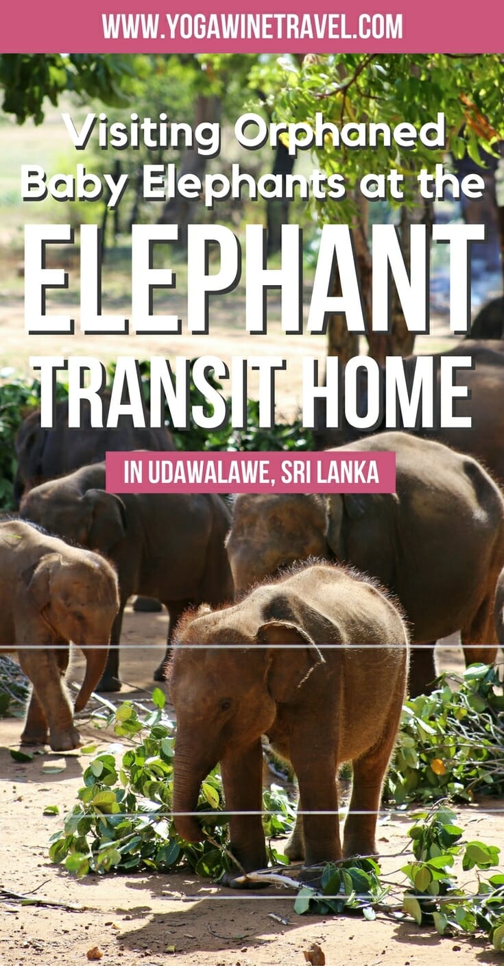 Elephants at elephant sanctuary in Sri Lanka with text overlay