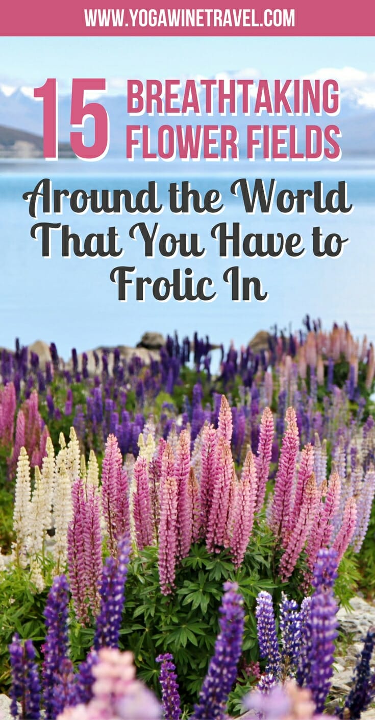 Yogawinetravel.com: 15 Breathtaking Flower Fields Around the World That You Have to Frolic In