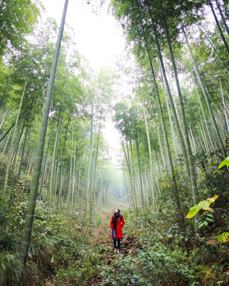 Bamboo Forest in Anji China