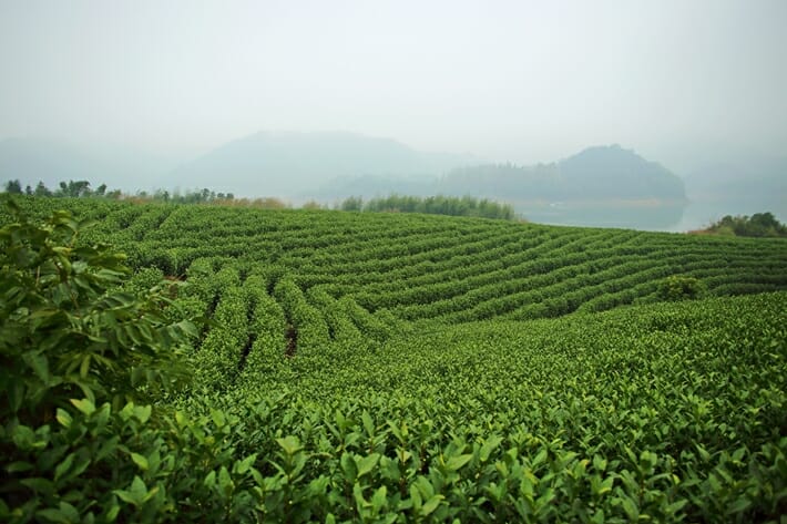 Tea plantation in Anji China