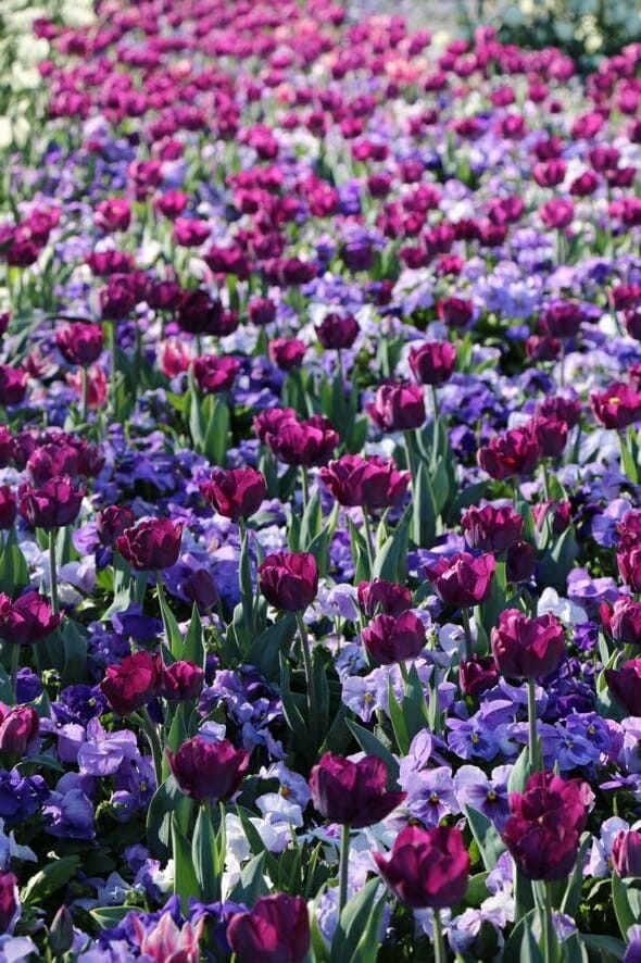 Canberra Floriade Spring Festival 2 Canberra Floriade Spring Festival 2