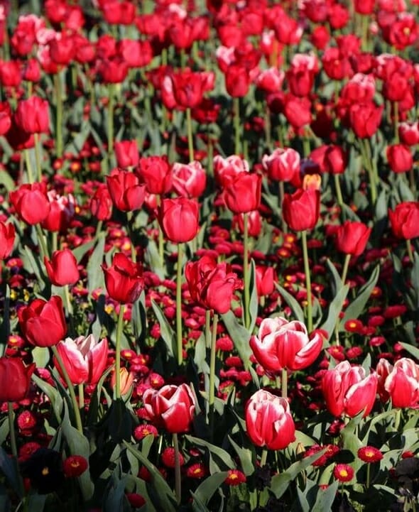 Canberra Floriade Spring Festival 3 Canberra Floriade Spring Festival 3