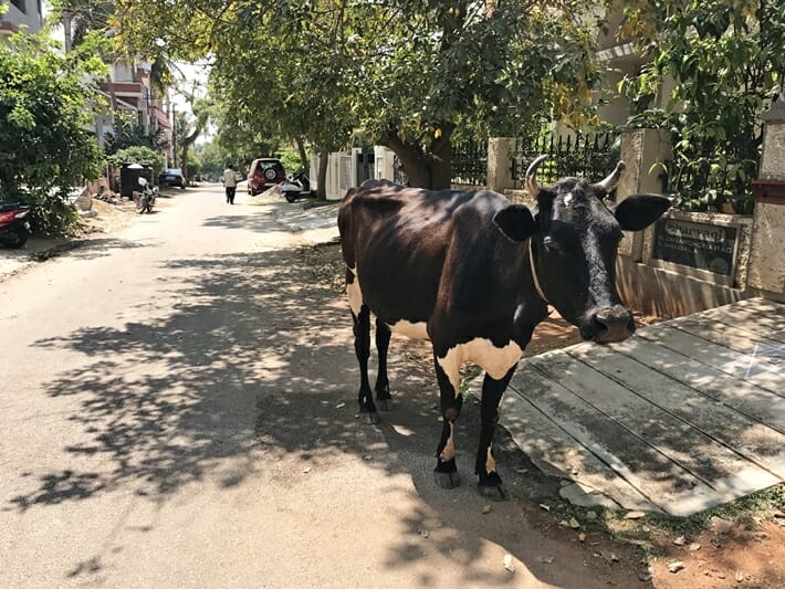 Cow in Gokulam in Mysore India