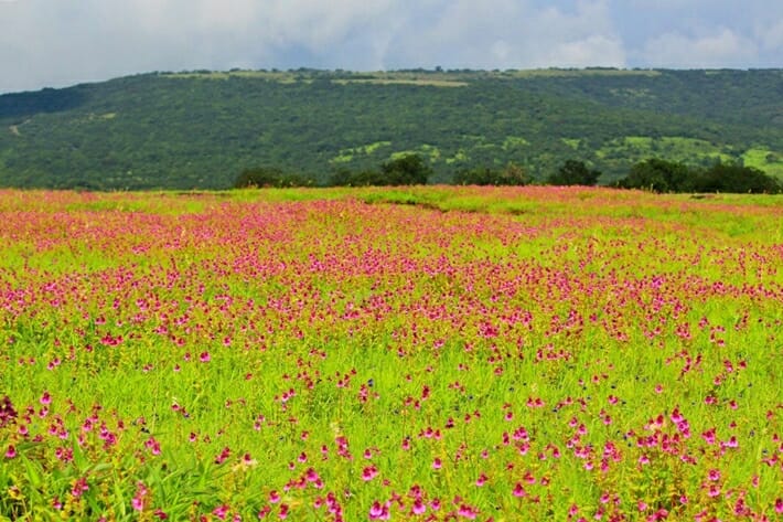 Kaas Plateau wildflowers in India