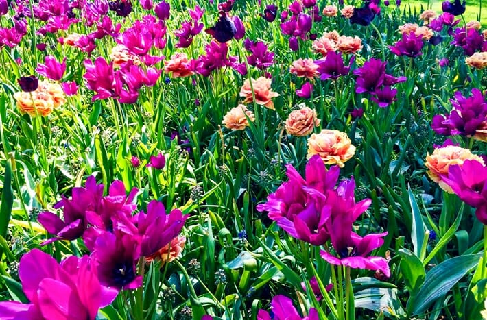 Tulips at Keukenhof Gardens in the Netherlands
