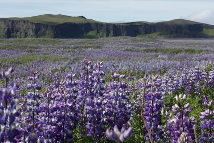 Lupine flowers in Iceland