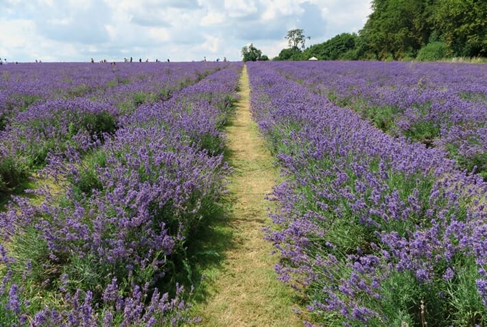 Mayfield Lavender Farm in the United Kingdom