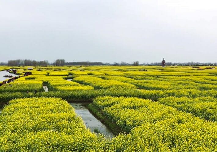 Rapeseed flower fields in Xinghua China
