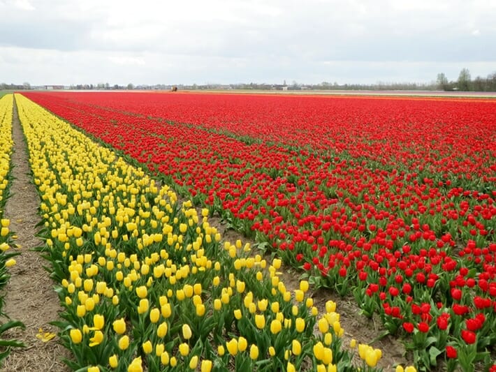 Tulips in the Bollenstreek in the Netherlands