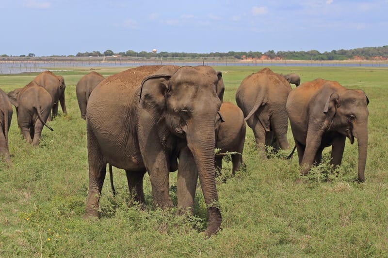 Elephants in Minneriya and Kaudulla National Parks in Sri Lanka