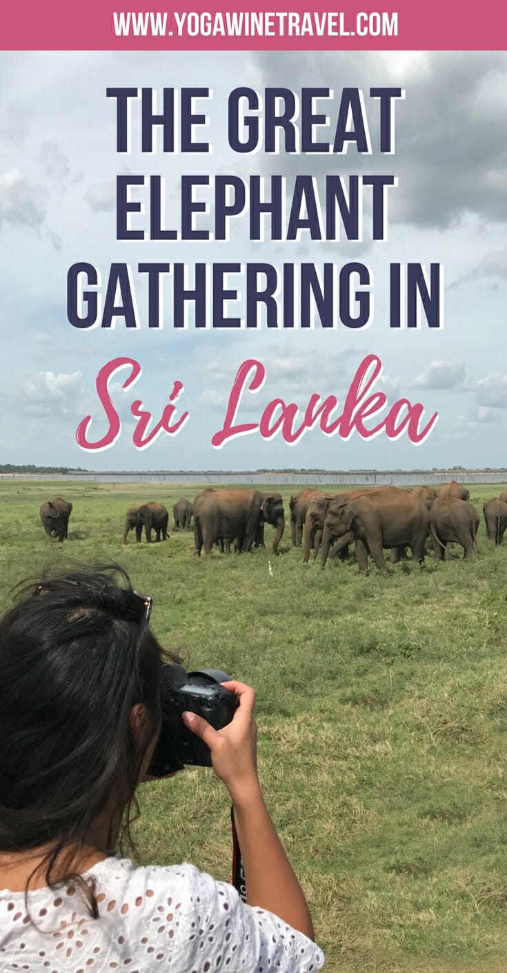 Woman taking photos of Asian elephant gathering in Sri Lanka with text overlay