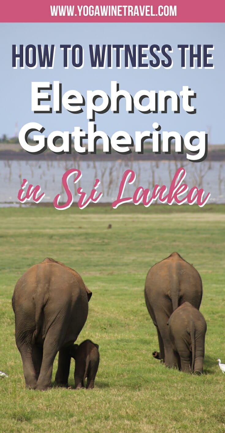 Elephant gathering in Sri Lanka with text overlay