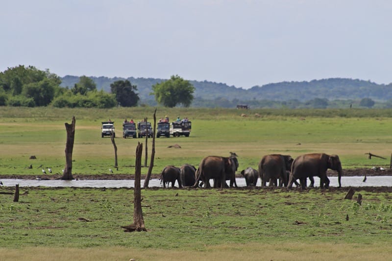 Jeeps in Minneriya and Kaudulla National Park Sri Lanka for the Elephant Gathering