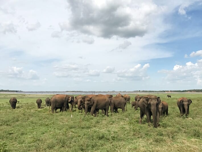 Elephant Gathering at Kaudulla National Park in Central Sri Lanka