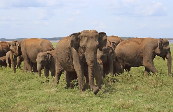 Elephant Gathering in Kaudulla National Park Sri Lanka
