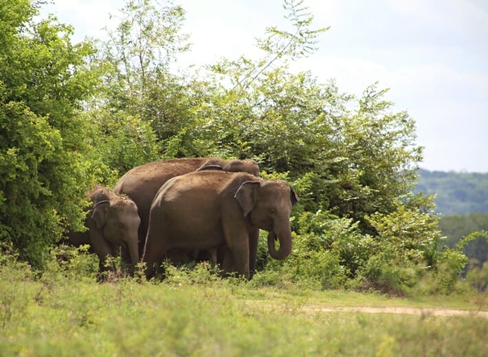 Elephant Gathering at Kaudulla National Park in Central Sri Lanka