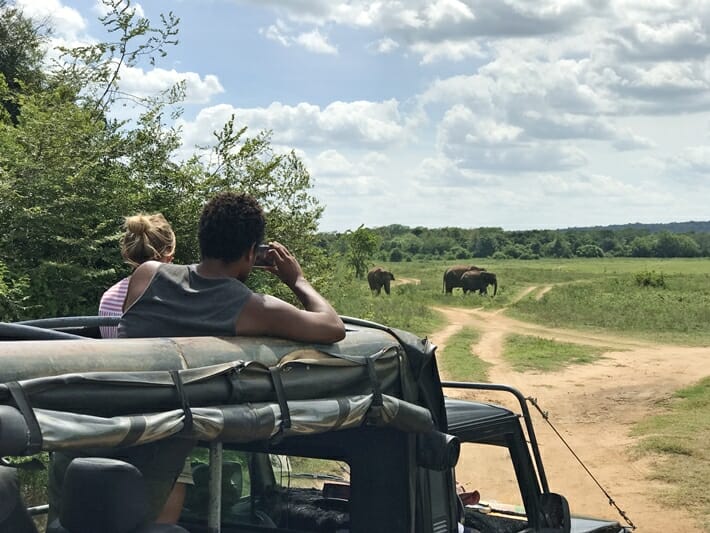 Minneriya and Kaudulla National Park Sri Lanka Elephant Gathering