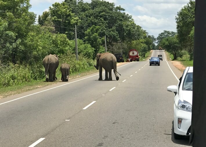 Wild elephants in Kaudulla National Park in Sri Lanka