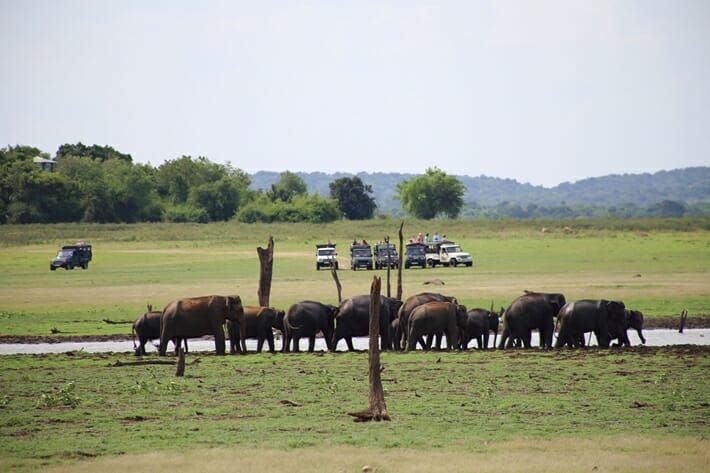 Minneriya and Kaudulla National Park Sri Lanka Elephant Gathering