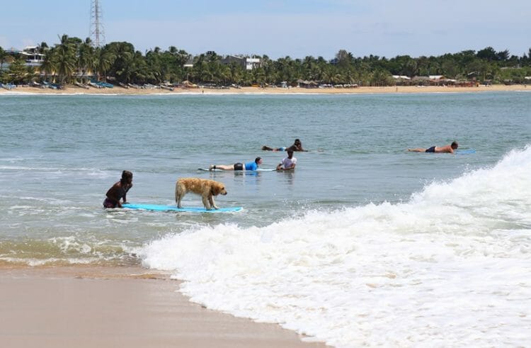 Surfing dog in Arugam Bay Sri Lanka