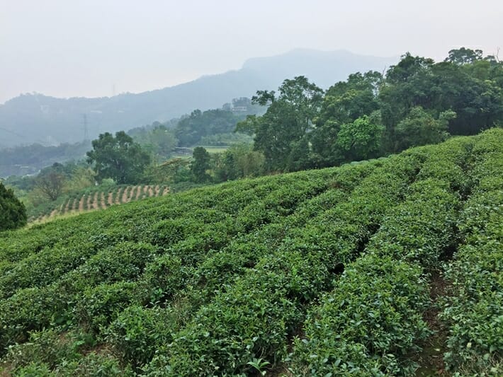 Taipei Maokong Tea Plantations