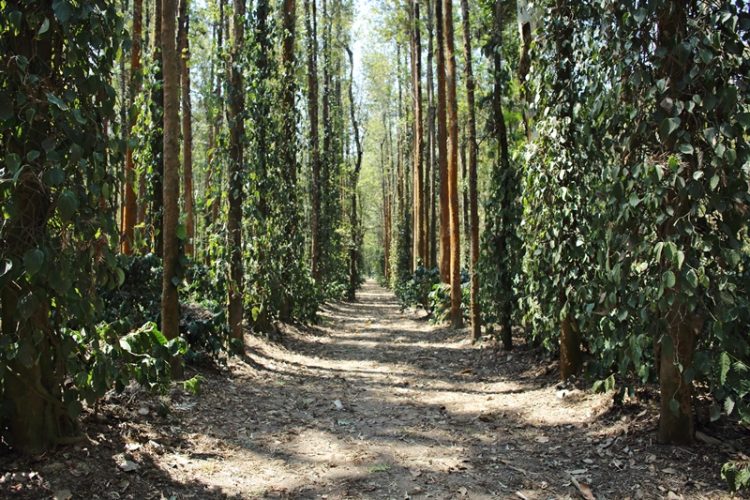 Chikmagalur coffee plantation