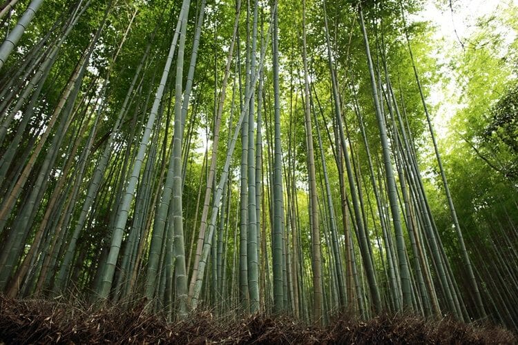 Kyoto Arashiyama Bamboo Grove 3 Kyoto Arashiyama Bamboo Grove 3