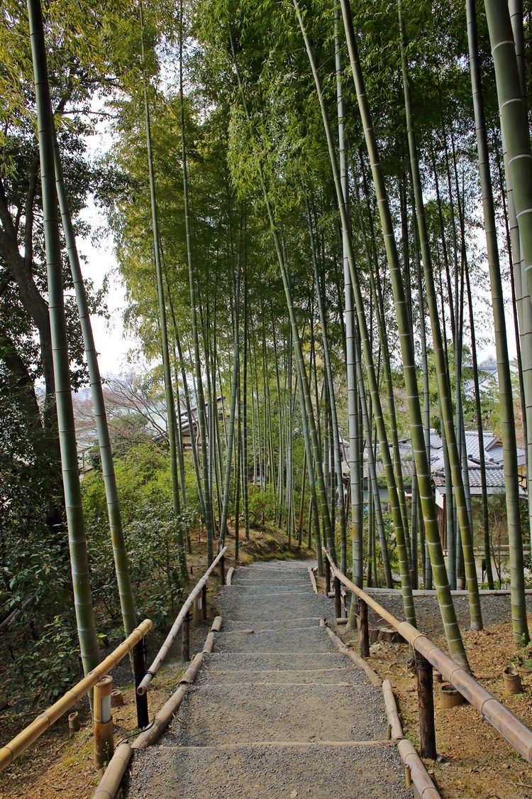 Kyoto Kodai-ji Bamboo Grove