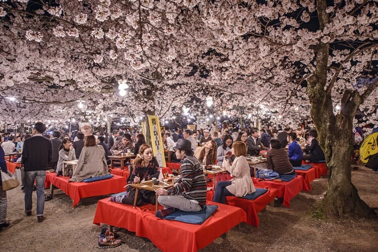 Maruyama Park during sakura season in Kyoto Japan